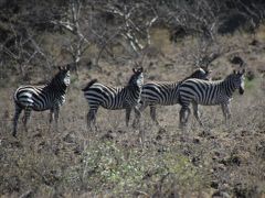 秘境パックで行くエチオピア④　　ナッチサハル国立公園