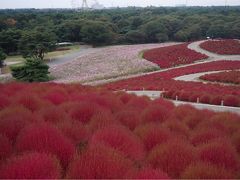 茨城の秋はやっぱこれでしょう～。ひたち海浜公園の真っ赤なコキア