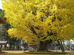 茨城・西蓮寺大イチョウと千葉の成田山公園へ　2016/11/29