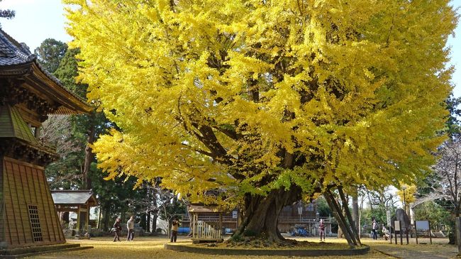 秋深まり、茨城県・行方市のにある大いちょう、<br />その後、成田山公園へ行き紅葉を見てきました。<br />ここは公共交通機関がありませんので<br />車がいいですね。<br />（一部の写真は今年、２０１７年撮影です）