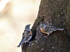 野鳥撮影記録（２０１７年１月）その８