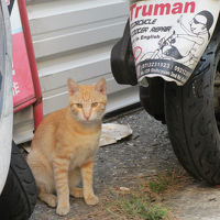 Day3 台北・台南・高雄　美味しいもの食べ、ネコ探し
