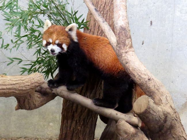 両親が中国生まれで国内では全くの新しい血統である京都市動物園生まれのロッポ君が移動しレサパン界的に次の動きが注目されていた富山市ファミリーパークにいよいよロッポ君のお嫁さん候補がやってきました。<br />そのお嫁さん候補は・・・なんと、２０１３年６月２２日に伊豆大島の大島公園動物園で誕生したアンコちゃん！！<br /><br />アンコちゃんはここ数年、展示スペースの関係で大島公園動物園の飼育舎ではなく非公開の動物病院で暮らしていたので会うはすごく久しぶりです。<br />正直、数年間の病院暮らしで彼女がどの様になっているのか心配しつつ訪問したのですが・・・よかった・・・行動的でもっこもこで愛想良しの可愛いアンコちゃんでいてくれました。<br /><br /><br />これまでのレッサーパンダ旅行記はこちらからどうぞ→http://4travel.jp/travelogue/10652280