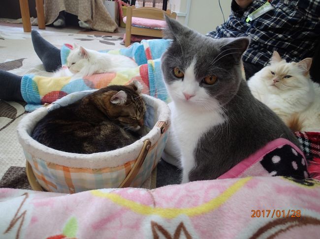 猫カフェ17冬 Cat Cafe にゃんこと 高田馬場 新宿 東京 の旅行記 ブログ By 雪豹の旅 さん フォートラベル 猫カフェ17冬 Cat Cafe にゃんこと 高田馬場 新宿 東京 の旅行記 ブログ By 雪豹の旅 さん フォートラベル