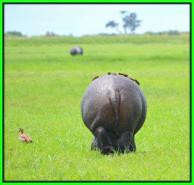 【草食動物たちの桃源郷】<br /><br />少し真ん中の方まで進むと、この「動物ランド」の全貌が見えて参りました。<br /><br />そこは肉食獣がいない、餌の草木が生い茂る草食動物たちの桃源郷。<br /><br /><br />※<br />ここは、Seduduセデュドゥー/Kazakiki Islandと呼ばれる「ナミビア」と「ボツワナ」と「ジンバブエ」の３国が、微妙に入り組んだ中州です。<br /><br />チョベ川にくっ付くこの一帯の川の名前は「チョーブ川」に変わります。