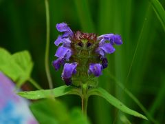 箱根仙石原　座りや　ル・ヴィルギュル　花菜　さんでのディナー　と、おまけ料理　２０１６年７月～