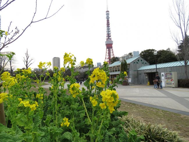 今が一年で一番寒い時期らしい、今朝の天気予報で言っていた。でも昨日・今日と暖かい、春が来たようだ。どこか散歩にでも行こうと思いたち、芝公園をぶらぶらしてきました。<br />