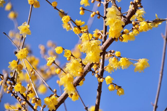 タイトルどおりに「紺碧の空に映える黄色」の世界を堪能して来ました。<br />春の先駆け 春の到来を告げる 花の甘い芳香 が ろうばい なのです。<br /><br />うんちく を語ると、・・・・・・『 お勉強しました。』<br />鎮静作用、精神安定効果、空気清浄 が有ると云われています。<br />梅に似た香りと花の形、中国から伝わったことなどから別名(呼び名)として 黄梅花(おうないか) 唐梅(からうめ) 南京梅(なんきんうめ) とも呼ばれています。<br />英語では「winter sweet」甘い冬 ？<br />ちなみに漢字で「臘梅」「蠟梅」と書きますが、梅の種類ではありません。<br />梅は、バラ科サクラ属。ろう梅 は、ロウバイ科ロウバイ属です。<br />ついでに花言葉は「先導」「先見」「慈愛」「優しい心」やすらぎを感じさせてくれる花言葉です。