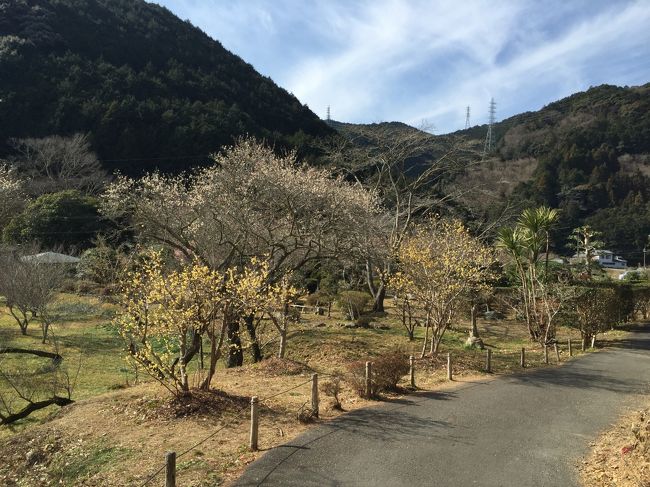 本日は観梅のため静岡市街を西進して、安倍川を渡り郊外にある曹洞宗・久住山洞慶院の梅園を訪ねる。<br /><br />園内には400本の紅梅と白梅が咲いていますが、有名な「蠟梅」の花の甘い香りとともに梅林を巡りました。