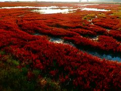  小さい秋みーつけた　第二章＊【能取湖の紅紫色のサンゴ草】 