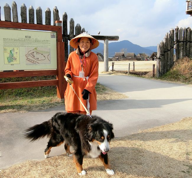 弥生人に捕まってしまったバーニー。<br /><br />山好きなバーニーと私は、桜島からは、霧島・阿蘇山を通って佐賀県に向かうつもりだったが、絶対、雪が降るからね～」との天気予報。<br /><br />さて、どうしたものか。<br />