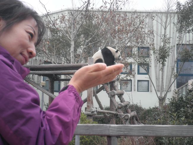 青島動物園にはジャイアントパンダがいらっしゃるとの情報から動物園好きのおじさんとおばさんが急遽出動！<br />表紙は青島名物の手乗りパンダ。<br />・・・そんなのいるか！<br />どうもお約束的写真が増えつつあります。<br />いい年こいてすみません。<br /><br />可愛いねパンダ。