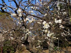 小石川後楽園の観梅はチト早かった