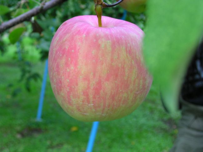 この間　温泉に行って、地域のりんごを　ちょっと多めに購入してきた。<br /><br />そういえば、りんごと言えば、秋田は　平鹿(ひらか)りんご　と鹿角(かづの)りんご　で知られていて<br />全国生産量　6位なんだよね。<br /><br />青森は　ダントツ1位だけど。<br /><br />平成27年度<br />・青森　47万トン<br />・長野　15万7200トン<br />・山形　 5万600トン<br />・岩手　 4万8600トン<br />・福島　 2万6300トン<br />・秋田　 2万2900トン<br /><br />でも、秋田では　量の青森、味の秋田って　勝手に呼んでいる。<br /><br /><br />