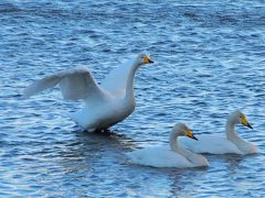 今年も多々良沼に飛来した白鳥を見に出かけました