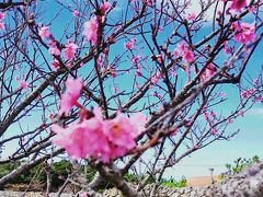 私の願いが叶った沖縄旅！念願のホエールウォッチングと寒緋桜と絶景カフェをリベンジ。