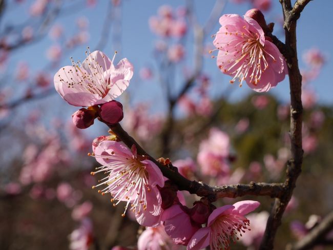 <br />季節外れの陽気に誘われて、都内屈指の梅の名所「府中市郷土の森博物館梅園」の早咲きの梅が、例年より早めに咲き始めたと聞き行ってみた。また、甘い香りの100本のロウバイが咲き誇っている「ロウバイの小径（こみち）」にも行ってみた。<br /><br />※主な東京都の梅の名所<br />・湯島天神　　約300本　　文京区<br />・新宿御苑　　約300本　　新宿区<br />・亀戸天神　　約300本　　江東区<br />・池上梅園　　約370本　　大田区<br />・羽根木公園　約670本　　世田谷区<br />・谷保天満宮　約350本　　国立市<br />・郷土の森博物館　約1100本　府中市<br />・京王百草園　約800本　　日野市<br />・よみうりランド　約500本　　稲城市<br />・高尾梅郷　　約10000本　　八王子市　（7つの梅林の総称）<br />・青梅市梅の公園　ウィルスため梅を伐採<br /><br />