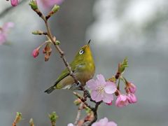 野鳥撮影記録（２０１７年２月）立春目前