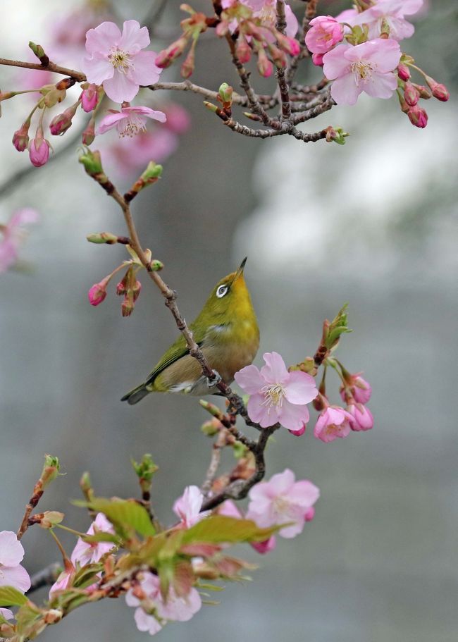 淡々と季節の野鳥と向き合っていきます<br />寒い中にも春の気配を感じます<br />今月もどんな野鳥のどんなシーンと出会えるかと楽しみにブログを進めます