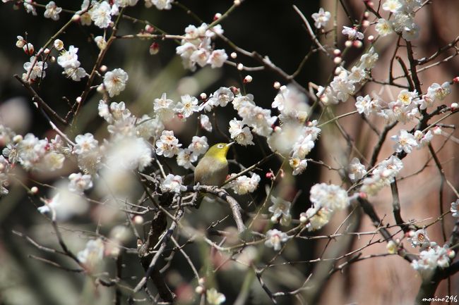立春を前に寒い日が続いていますが、晴れていると何処かへ出掛けたくなってしまいます。<br />この日は、鎌倉へ梅の花を観に出掛けることにしました。<br />梅の花は、咲き具合に差がありましたが、メジロも花を啄み、花鳥を楽しむことが出来ました。<br />コースは、北鎌倉駅→円覚寺→明月院→海蔵寺→宝戒寺→鎌倉駅です。<br /><br />表紙の写真は、明月院の白梅とメジロです。