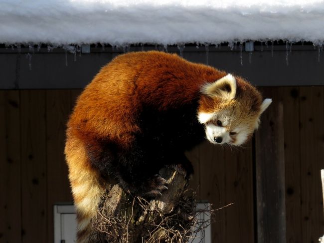 ここ数年の恒例となっている茶臼山動物園の”レッサーパンダのおもちゃ作り”に今年も参加してきました。<br />このイベントの魅力は、なんと言っても”レッサーパンダの気持ちを考えたおもちゃ”を本格的な部材＆器材で作れるところです。<br />部材＆器材は園が準備してくれますが毎年かなりのものを集めてくれます。<br /><br />今年の僕の目標は、昨年割とヒビカル兄弟に好評だったバケツブランコのインプルーブメント・・・昨年、ちょっと低すぎ、また、紐が緩かったのを何とか改善したいと思っていました。<br />結果は・・・う～ん、ちょっとバケツ高すぎた？？<br />でも、活発な１歳児兄弟ならいつかバケツに飛び込むことを期待して・・・。<br /><br /><br />これまでのレッサーパンダ旅行記はこちらからどうぞ→http://4travel.jp/travelogue/10652280