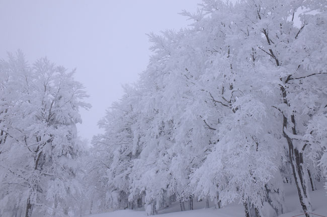 蔵王温泉の樹氷が見ごろだという情報を得て、急遽、蔵王へ。<br /><br />冬の蔵王を訪れるのは二度目。<br />前回は、猛吹雪で樹氷どころの騒ぎではなく、5分ともたずに撤退。<br />今回こそはと、宿の取れた金、土で訪れることにした。<br /><br />天気予報は、直前になって雪か曇り。<br />微妙な天気だが、何とかなるだろうと出発した。