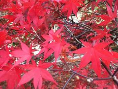 16/12/2,3梨山　福寿山　梨山賓館②