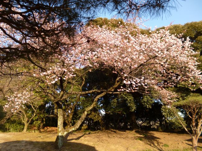 前々回の旅行記の概要で、延々と綴ったカメラの事。<br /><br />そのカメラの２代目が撮影出来ないと思っていたら、なんと撮影出来ることが分かって。<br />嬉しさのあまりに出かけた新宿御苑。<br /><br />いや、嬉しさのあまりと書くのはちょいとおかしいな（笑）<br />結構横浜を撮り歩きしているので、たまには違った場所に行こうと出掛けた新宿御苑。<br />