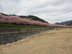 河津桜を観賞してきました