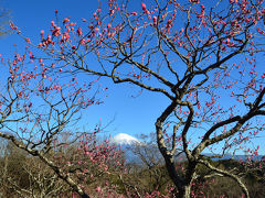 岩本山公園の梅 2017.01.24