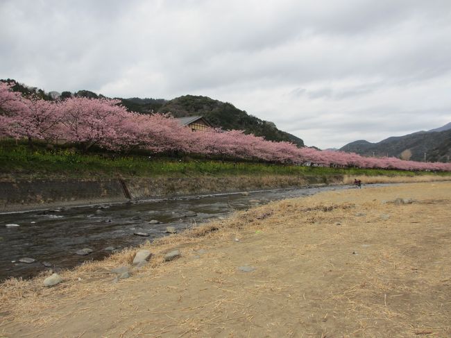 93歳になる母の誕生日祝いを兼ねて、1泊で河津桜を観賞してきました。<br /><br />今年(2017)は例年に比べ10日から2週間ほど早く咲き出したため、満開の時期に訪れることができるか心配しましたが、河津桜は花が1か月ほどもつということもあり、美しく咲く河津桜を満喫してきました。<br /><br />夜桜も見ることができました。<br />3月下旬から咲き出す桜に比べ、河津桜は色が濃くたくさんの花をつけるため見ごたえがありました。<br /><br />その時の記録です。