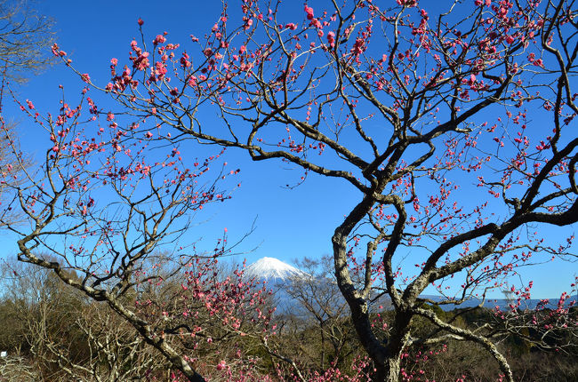 あと1週間もすると“絶景★富士山 まるごと岩本山”が開催される岩本山公園に梅やロウバイの咲きている様子を見に行って来ました。(岩本山に行った時の話です。アップした時には開催されています。)<br />前回17日に来た時よりも咲いているかなと言う程度でした。後で調べてみると今年の梅は、例年よりも早く開花しており現在およそ３分咲きだそうです。(02月03日現在)<br /><br />前回岩本山公園に来た時のブログです。<br />・富士市・静岡市をウロウロ… 2017.01.17 =1.梅が咲き始めた岩本山公園=<br />http://4travel.jp/travelogue/11207992<br /><br />★富士市役所のHPです。<br />http://www.city.fuji.shizuoka.jp/<br /><br />★富士山観光ビューロのHPです。<br />http://www.fujisan-kkb.jp/index.html<br /><br />★りぷす富士(公益財団法人　富士市振興公社)のHPです。<br />http://www.fuji-kousya.jp/