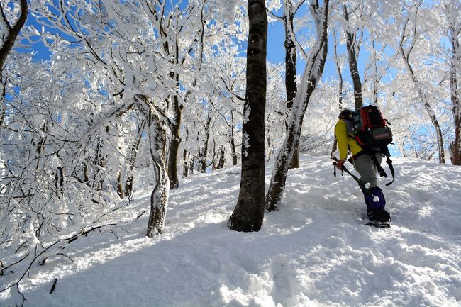 　快晴の2月4日（土）見事な樹氷を期待して綿向山をめざした。1月の23日から休みなく降り続いた雪は東近江地方に記録的な積雪をもたらした。湖北の長浜あたりよりも多い積雪である。<br />  若狭湾から吹き込む雪雲は、湖西の山々を超えびわ湖を隔てた湖東地方吹き込む。その流れによって湖北・長浜よりも積雪量が多くなることが度々ある。原発事故時の放射能汚染も、この流れに乗ってもたらされる可能性が極めて大きい。<br />　綿向山周辺も残雪が多く残っており、いつもの登山者駐車場も満車。周囲の町道や県道にまで百台近くの登山者のマイカーが溢れていた。<br /> 　9時30分、県道脇に車を止めて登山開始。7合目の「行者のコバ」あたりから樹氷があらわれ期待の頂上は登山者でにぎわっていた。頂上からは正面に雪をかぶった雨乞岳、鎌ヶ岳、北には霊仙や伊吹山が、さらに飛騨の御嶽や乗鞍が薄らと望めた。<br /> 　頂上で簡単に昼食を済ませ、イハイガ・雨乞岳へと続く尾根道を暫く辿った。尾根は例年になく大きな雪庇が張り出し「冬山」の気分を味わえた。この稜線からは、雪景色東近江市、近江八幡市街、さらに琵琶湖や比良山が一望できた。樹氷と雪景色を満喫できる登山となった。<br />