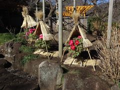 鶴岡八幡宮  冬に咲く牡丹