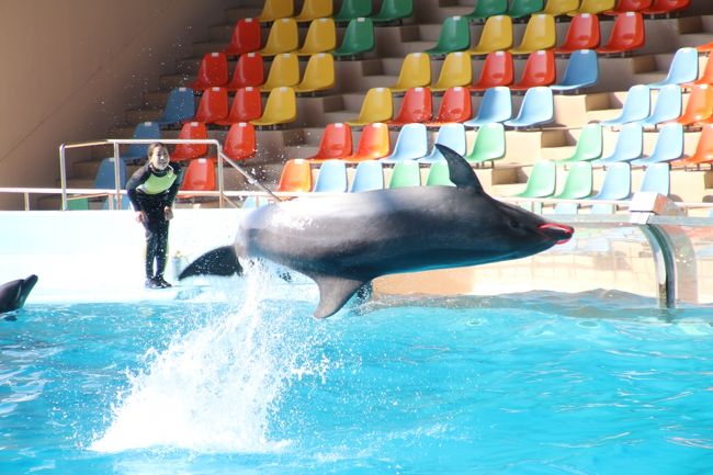 アドベンチャーワールドで毎日行われる動物たちのライブは、イルカとクジラが活躍する迫力のマリンライブと、いろんな動物たちが特技を駆使する楽しくて可愛くて笑えるアニマルアクションの２つがあります。<br />しかし、アニマルアクションは、予想していましたが、鳥インフルエンザ対策のため、鳥たちは出演していませんでした。<br />コンゴウインコ、ハリスホーク、アヒル、モモイロとハイイロのフラミンゴ。<br />登場しなくなって、いかにみんなの存在感が大きかったか、実感しました。<br /><br />でも、代わりに、アシカとアザラシが長く登場して頑張っていました。<br />今回、アニマルアクションは平日と週末の２度見ましたが、週末の方では、ポニーも登場しました。<br />１日目こそ、これまでのアニマルアクションを思い出して物足りない気分になったし、前の方の席を取ったら、かえって写真が撮りづらくなり、ちょっとテンションが下がったのですが、２日目にもう１度見たときは、やっぱりこれだけの動物ショーはすごいと思いました。<br />鳥たちがいなくても、いろんなワンちゃん、コツメカワウソ、リスザル、アシカ、ゴマフアザラシ、ミニブタ、ピグミーヤギ、アルパカ、と挙げてみればそうそうたる動員ぶりです。<br />もちろん、動物たちに無理してやらせているのではなく、飼育員さんとの信頼の上で成り立っていることが分かるし、ほのぼのとした雰囲気もとてもいいです。<br />ライブゆえに、動物たちも、失敗したり、戸惑ったりすることもあって、はらはらするし、見ていて応援したくなりますし、結果的に毎度ちょっとずつ違ってしまう面白さがあります。<br /><br />マリンライブも、ハイシーズンに比べると、登場イルカが少なめな気がしましたし、前回訪問時の2016年11月がそうでしたので、平日は、バンドウイルカだけのバージョンだった可能性はあります。<br />でも、今回は週末のみ１回見て、バンドウイルカだけでなく、カマイルカとオキゴンドウも出演していた豪華バージョンでした。<br />前半は少しウォーミングアップっぽく感じられてしまうのですが、それでも１頭１頭の技は迫力いっぱいでした。<br />女性トレーナーとイルカたちのふれあいのアンダンテ部分は少し変わっていました。<br />そして、これでフィナーレかと思わせる音楽が流れてから、ショーはこれから本番だと言わんばかりに、連続技がめまぐるしく続き、スピーディーに展開しました。<br />前回訪問時の2016年11月は油断してしまったのですが、今回はしっかり待ち構え、カメラに収めることができたと思います。<br /><br />＜７回目の冬の誕生日を挟んだ南紀白浜の旅行記（2017年１月26日（前泊）～１月28日（土））＞<br />□（１）新宿バスタから明光バスと西武バスの夜行バスでの往復と湯快リゾートホテル千畳＆グルメ<br />□（２）遠征先でのお買い物は楽しいな@～見て回るだけでも楽しいアドベンチャーワールドのショップと白浜みやげ<br />□（３）南紀白浜プロローグ：白波押し寄せる色彩豊かな千畳敷再び<br />□（４）２ヶ月後の最強トリプル赤ちゃんズ特集：ジャイアントパンダの良浜ママと結浜ちゃん・エンペラーペンギン・レッサーパンダのライラ・ママと三男くん！<br />□（５）会うタイミングをはかるのが難しかった大人レッサーパンダたち＆元気いっぱいなアルパカの赤ちゃん<br />□（６）ジャイアントパンダ特集：相変わらず可愛いくて面白い桜桃姉妹・寝姿だけの永明パパ・乙女チックな陽浜ちゃん・組み木登りの優浜ちゃん・ハイテンションが見られた海浜くん<br />■（７）鳥たちがいなくてアシカとアザラシが頑張ったアニマルアクション＆三種類のイルカが活躍したマリンライブ<br />□（８）海獣館とペンギン王国のペンギンたちとパレードの代わりにペンギンウォーク＆食事タイムのホッキョクグマとコツメカワウソほか<br />□（９）斜光差すサファリワールド・ウォーキング～美しく育ったゴールデンターキンの女の子＆カンガルー・ファイト＆のびのびオスライオンなど<br /><br />ホテル湯快リゾート千畳の公式サイト<br />http://h-senjo.jp/<br />アドベンチャーワールドの公式サイト<br />http://4travel.jp/travelogue/11104423<br /><br />＜タイムメモ（全行程）＞<br />※この旅行記に関係ある時間帯に★印をつけました。<br /><br />【2017年１月26日（木）】<br />21:10　新宿バスタ発の明光バス運行の夜行バスに乗車<br /><br />【2017年１月27日（金）】<br />07:54頃　白浜バスセンター到着（ほぼ定刻通り）<br />08:00-08:25　白浜バスセンター停留所前の民宿喫茶アイスで朝食<br />08:30頃　白浜バスセンター発の路線バスに乗車（定刻08:28）<br />08:45頃　千畳口バス停に到着（運賃200円）<br />08:55-09:20　千畳敷散策<br />09:45　千畳口バス停発の101番バスに乗車（ほぼ定刻／運賃340円）<br />10:05　年パスでアドベンチャーワールドに入園（開園10:00）<br />10:05-10:10　レッサーパンダ（ウェルカムルームのキララ）<br />10:15-11:20　ジャイアントパンダの良浜ママと結浜ちゃん<br />（屋内運動場デビューの日／10:15から公開体重測定）<br />11:30-11:50　アニマルアクション（１回目）★<br />11:55-12:20　海獣館<br />（大きくなったエンペラーペンギンの赤ちゃん）<br />（12:00からホッキョクグマのおやつ（オホト・ライト））<br />12:25-12:50　屋外レッサーパンダ（ココロ）<br />12:50-12:55　アルパカの親子<br />12:55-13:15　パンダラブ（優浜・桜浜・桃浜）<br />13:15-13:25　屋外レッサーパンダ（シンシン）<br />13:30-14:15　パンダワッフル休憩<br />14:20-14:25　海獣館<br />（ホッキョクグマとエンペラーペンギンの赤ちゃん）<br />14:30-15:00　ジャイアントパンダの良浜ママと結浜ちゃん<br />（15:00で結浜ちゃんの公開終了）<br />15:00-15:05　ジャイアントパンダ（陽浜・永明どちらもお昼寝中）<br />15:05-15:20　休憩＆センタードームで買い物<br />15:25-16:50　屋外レッサーパンダ（ライラ・ママ＆赤ちゃん）<br />（午後の公開開始は15:30）<br />16:50-17:00　エントランスドームで買い物<br />17:00頃　アドベンチャーワールドを出る<br />17:20　アドベンチャーワールド発の最終102番バスに乗車<br />17:30頃　千畳口バス停に到着（定刻通り／運賃340円）<br />17:40頃　ホテル湯快リゾート千畳にチェックイン<br />19:30-21:00　夕食バイキング（三部制で19:30からの第三部）<br />21:10-22:30頃　仮眠<br />23:00-0:00頃　大浴場の温泉＆マッサージチェア＆フランスベッド<br /><br />【2017年１月28日（土）】<br />06:40　起床<br />08:10-08:50　朝食バイキング（三部制で８時からの第二部）<br />09:45　千畳口バス停発の101番バスに乗車（定刻通り／運賃340円）<br />10:05　年パスでアドベンチャーワールドに入園（開園10:00）<br />10:05-10:10　レッサーパンダ（ウェルカムルームのキララ）<br />10:10-10:40　屋外レッサーパンダ（ライラ・ママ＆赤ちゃん）<br />（午前の公開は開園時から11:30まで）<br />10:45-11:05　マリンライブ★<br />11:05-11:10　ジャイアントパンダの良浜ママと結浜ちゃん<br />（マリンライブ終了後の客で混雑する前に退去）<br />11:30-11:50　アニマルアクション（２回目）★<br />11:55-12:05　屋外レッサーパンダ（シンシン）<br />12:05-12:20　パンダラブ（海浜・桜浜・桃浜）<br />12:20-12:25　アジアゾウ（訓練＆食事中）<br />12:25-12:40　屋外レッサーパンダ（シンシン・ココロ）<br />（12:30にココロくんに交代）<br />12:40-12:45　アルパカの親子<br />12:50-13:00海獣館<br />（ホッキョクグマとエンペラーペンギンの赤ちゃん）<br />13:00-13:10　ペンギン王国でのペンギンウォーク（途中まで見学）<br />13:25-13:45　ふれあい広場のコツメカワウソ<br />（13:30から食事タイム＆飼育員さんのトーク）<br />13:50-13:55　パンダラブ屋内（海浜・優浜）<br />13:55-14:05　屋外レッサーパンダ（ココロ）<br />14:05-14:15　パンダラブ屋外（桜浜・桃浜）<br />14:15-14:35　屋外レッサーパンダ（マルル）<br />14:40-14:55　レオンピザ屋でピザ休憩<br />14:55-15:05　ジャイアントパンダの良浜ママと結浜ちゃん<br />（15:00で結浜ちゃんの公開終了だが少し延長）<br />15:05-15:10　ジャイアントパンダ（陽浜）（永明お昼寝中）<br />15:15-16:25　ウォーキングサファリ<br />（ウォーキングでのサファリは16:00までで順次展示終了）<br />16:40-16:55　屋外レッサーパンダ（ライラ・ママ＆赤ちゃん）<br />16:55-17:00　レッサーパンダ（ウェルカムルームのキララ）<br />17:00頃　アドベンチャーワールドを出る<br />17:20　アドベンチャーワールド発の最終102番バスに乗車<br />17:45頃　白浜バスセンター停留所に到着（定刻通り／運賃470円）<br />17:55-18:20　和歌山ラーメン和風つけ麺・黒豚餃子の夕食<br />18:30-19:30　白浜バスセンター停留所でほぼ一人でバスを待つ<br />19:30　西武観光バス運行の夜行バスに乗車（定刻通り）<br /><br />【2017年１月29日（日）】<br />07:29頃　池袋東口に到着（定刻通り）<br />08:30頃　帰宅<br /><br />※これまでの動物旅行記の目次を作成済。随時更新中。<br />「動物／動物園と水族館の旅行記～レッサーパンダ大好き～　目次」<br />http://4travel.jp/travelogue/10744070<br />