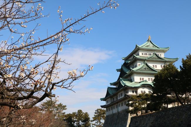 いつの間にか暦の上では立春。暫くは遠くには行く予定もないので春を感じに名古屋城に行って来ました。<br /><br />名古屋の代表的な観光地といえば名古屋城。「大阪城・熊本城と並び日本三名城の一つで、天守閣の城頭に金鯱をいただく姿は名古屋のシンボル。慶長17年（1612年）に徳川家康が天下統一の最後の布石として子義直の居城として築き、徳川家の威光を今も感じられる私にとっては憩いのスポットです。<br /><br />今迄に何度も訪れている名古屋城ですが、今回公式な お堀見学会で名古屋城を訪れ、お堀の外側からと内側から名古屋城をじっくりと見物してみました。<br />「尾張名古屋は城で持つ」と言われる程、地元の人々の心の拠り所となっている名古屋城の素晴らしさを改めて見直しました。