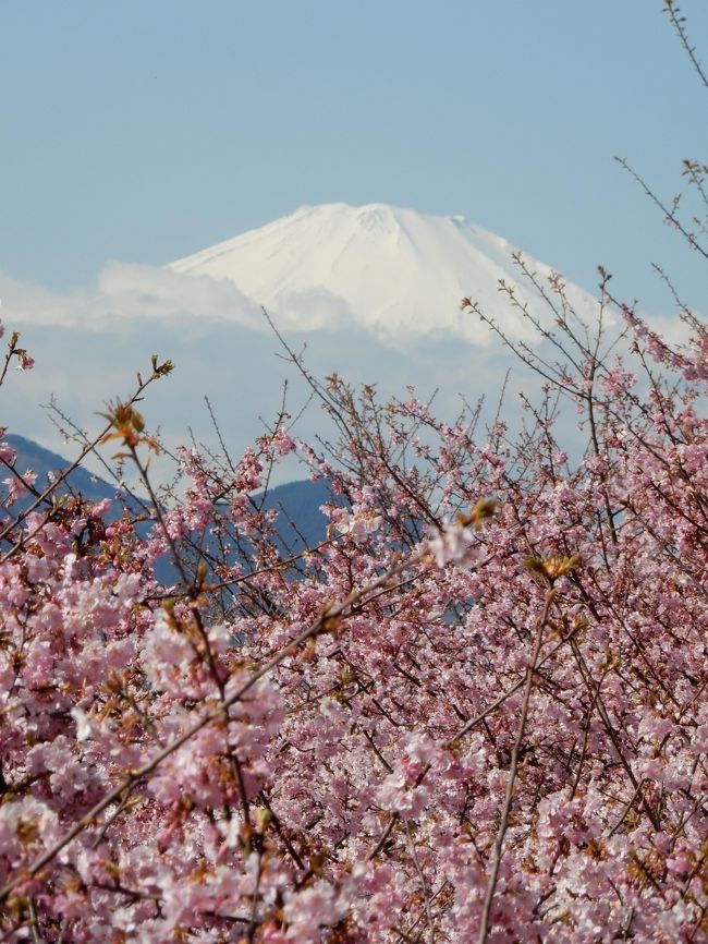 あちこちで河津桜が例年よりも早く咲いているというニュースが聞こえたので、以前に行きそびれた松田山ハーブガーデンに行くことにしました。<br />ついでに小田原城。<br />充実の一日でした。