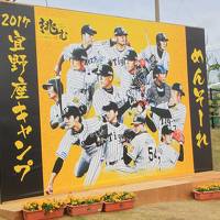 冬の沖縄といえばホエールウォッチングにプロ野球キャンプ。(阪神タイガースキャンプ編）