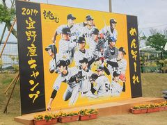 冬の沖縄といえばホエールウォッチングにプロ野球キャンプ。(阪神タイガースキャンプ編）