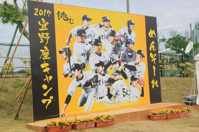冬の沖縄には何度も出かけましたが、天候の関係で見られなかったホエールウォッチングをメインに出かけてきました。<br />今回は3拍4日の旅行。<br />朝夕食とレンタカー付のツアーということで、自由に沖縄本島を回れるので、今まで行かなかったところを中心に観光してきました。(ちなみにツアー費は30,000円と格安です)<br />今回のスケジュールは<br />2月3日(金)神戸空港より那覇へ移動し宿泊<br />2月4日(土)泊港よりホエールウォッチング後、座喜味城跡、残波岬、古宇利大橋観光後今帰仁のホテル宿泊<br />2月5日(日)今帰仁城跡、海洋博公園、宜野座球場で阪神タイガースのキャンプを見学し、真栄田岬、部瀬名岬を観光して恩納村のホテル宿泊<br />2月6日(月)那覇空港から神戸空港経由帰宅<br />実質の観光は2日間だけでしたが、その日の天候に合わせて観光しました。<br />それにしても沖縄の天気予報はあてになりません。<br />この旅行も天気予報では雨だったのですが、うまいこと外れてくれて助かりました。<br />今回は旅行3日目の観光と最終日を紹介します。<br />この日の天気予報は雨だったにもかかわらず、日中は曇りのち晴れ。<br />晴れると沖縄の海がとてもきれいになります。<br />そのためタイトルとは異なりますが、阪神タイガースのキャンプはソコソコにして、岬めぐりときれいな花めぐりをしました。<br />沖縄の海はほんとうにきれいです。
