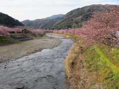 南伊豆・弓ヶ浜温泉旅行②河津桜見物・・河津駅&#12316;豊泉橋まで