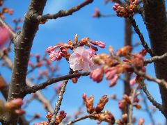 2月10日のふじみ野市の河津桜の開花状況