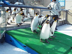 ２０１７年２月どこかにマイル第１弾旭川その２ 旭山動物園