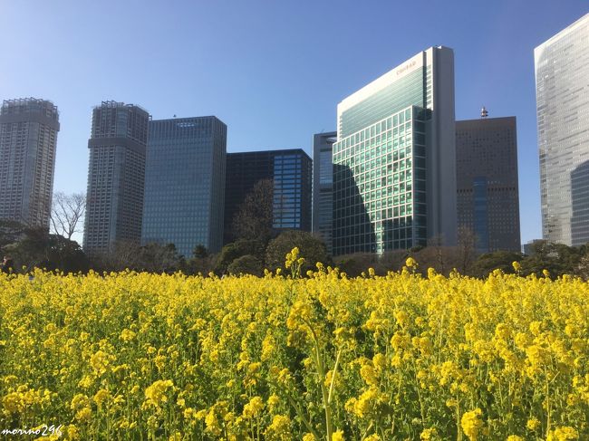 浜離宮恩賜庭園の菜の花畑が見頃を迎えたと知り出掛けるてみました。<br />菜の花畑へ行く前に、ちょっと寄り道して東京下町の木場を散策しました。