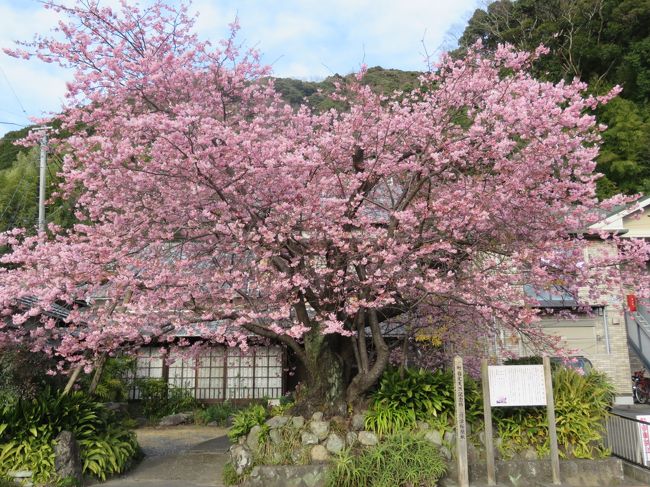 2月7日、午後3時半頃に豊泉橋より河津桜原木の方へ向かった。約10分くらい歩いたところに河津桜原木があった。　樹齢約61年であったが、美しい花をいっぱいつけた堂々とした木であった。　昭和30年の2月に河津川沿いにあった桜の若木が偶然見つけられ、飯田勝美氏の庭先に植えられたのが始まりであった。昭和41年1月下旬にやっと花が咲き、昭和49年にその後の調査で新種の桜と分かり、昭和50年4月に河津町の木に指定された。　河津桜原木を見た後、近くにあった来宮神社を訪問した。<br />午後4時15分頃に河津駅に戻り、午後4時28分の電車に乗り、伊豆下田に行った。<br /><br /><br />*写真は河津桜原木 <br />、
