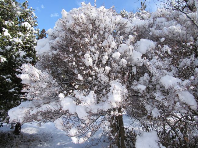 寒い雪の朝の風景と、春を待つ可憐な水仙の姿に春が待ち遠しい～