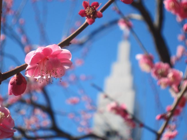 素晴らしい冬晴れだったため､新宿に行ったついでに バスタ新宿 → 新宿御苑 → 花園神社 → 都庁 と回ってみました｡16,544歩のお散歩です｡<br /><br />新宿御苑や花園神社では梅がちょうど見ごろを迎えていました｡