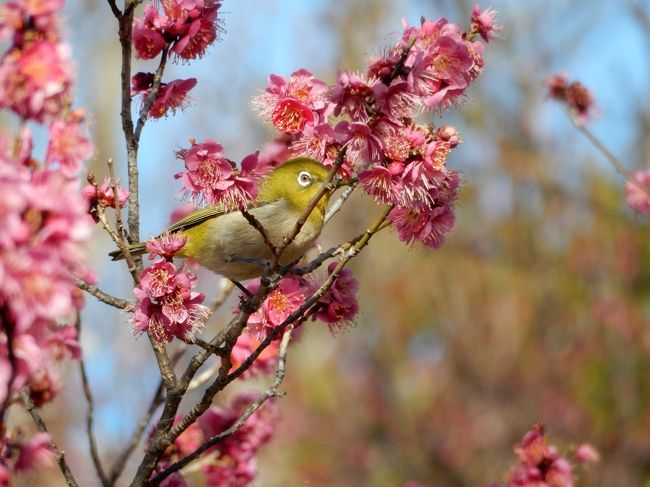 大宮第二公園・第33回梅まつり<br />2017年2月18日（土）～3月12日（日）※イベントは土・日曜を中心に開催<br />http://www.rurubu.com/event/detail.aspx?ID=14780<br /><br />今日はサッカーもあったので、駐車場は満杯<br />でもメジロがあちこちにいたので、それだけでハッピー<br /><br />昨年までの大宮公園の梅の記録<br /><br />2016年<br />今年は大宮公園の梅が早い!<br />http://4travel.jp/travelogue/11103229<br /><br />2014年2月<br />まだ雪が残る大宮公園で梅見<br />http://4travel.jp/travelogue/10858626<br /><br />2009年2月<br />ちょっと早めの梅祭り<br />http://4travel.jp/travelogue/10319847<br /><br />2008年2月<br />大宮の梅祭りはまだこれから<br />http://4travel.jp/travelogue/10217735