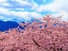 春はすぐそこまで！？～まつだ桜まつり（西平畑公園）・菜花まつり（あぐりパーク嵯峨山苑）～