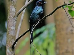 酉年　シンガポールで探鳥三昧シニアの旅　その２